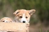 CORGI PEMBROKE 1330